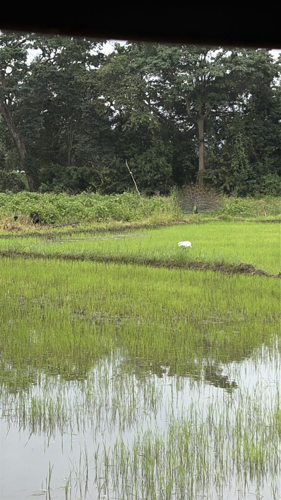 The peaceful life of people in Sigriya, Srilanka